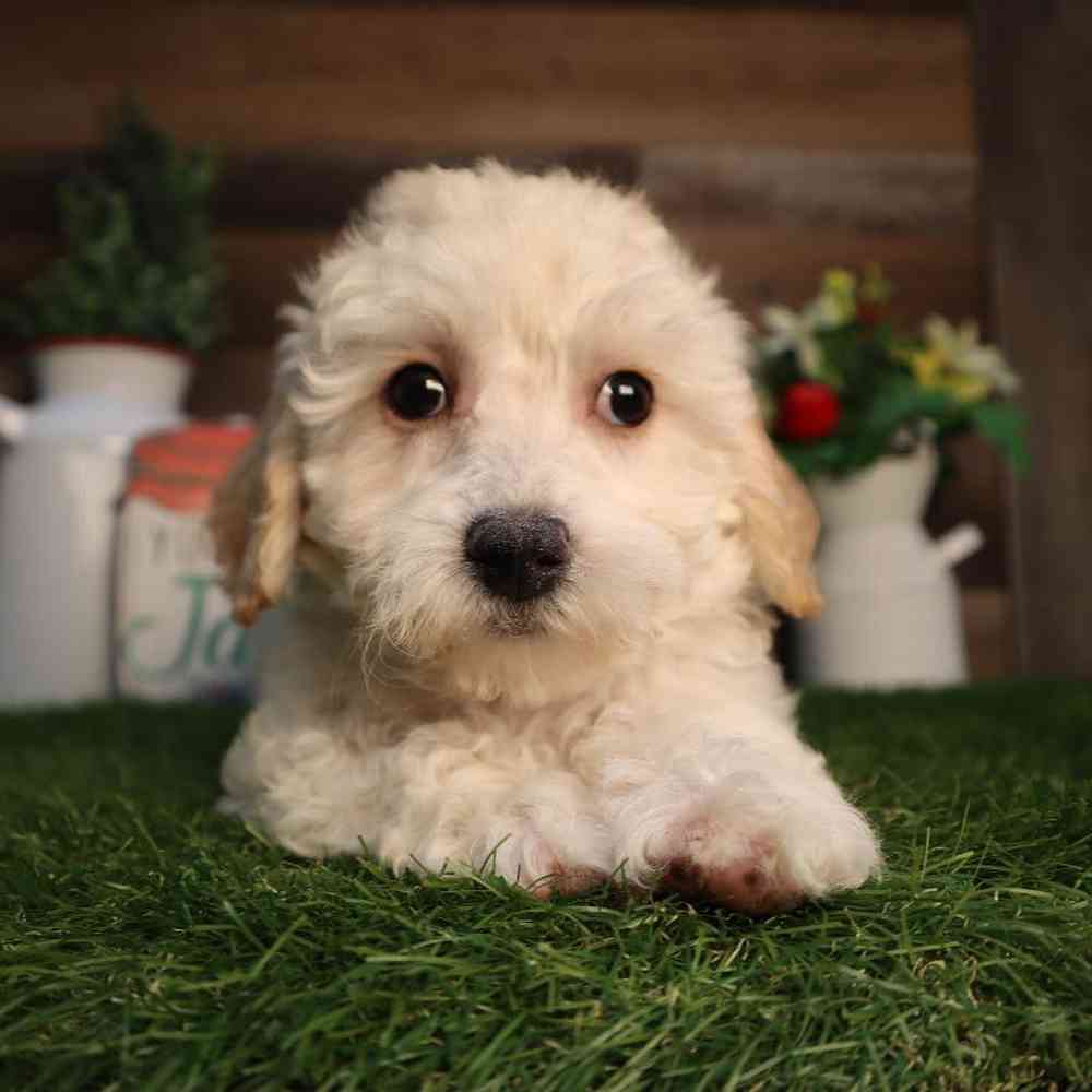 Image of a pet breed in the gallery