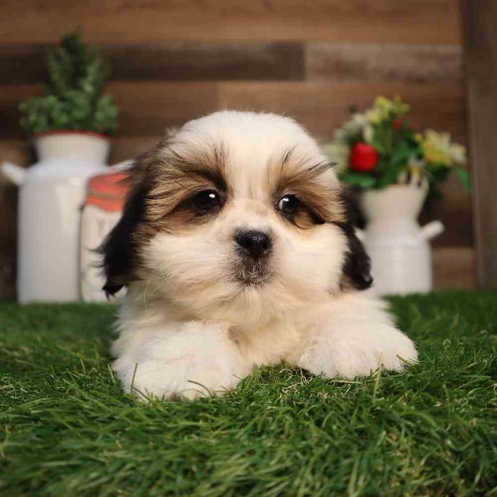 pet breed image