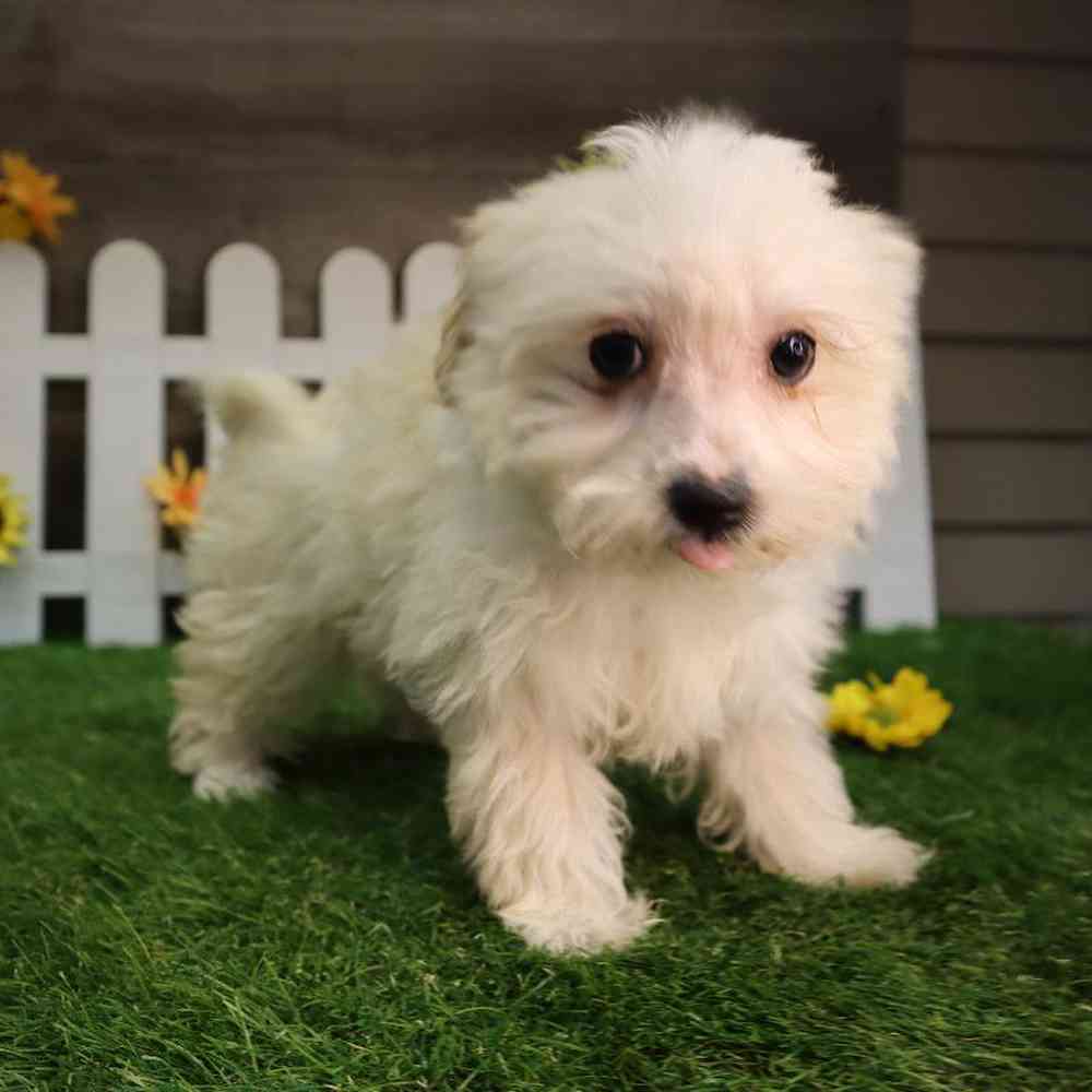 Maltipoo Puppy for sale Four Paws and a Tail