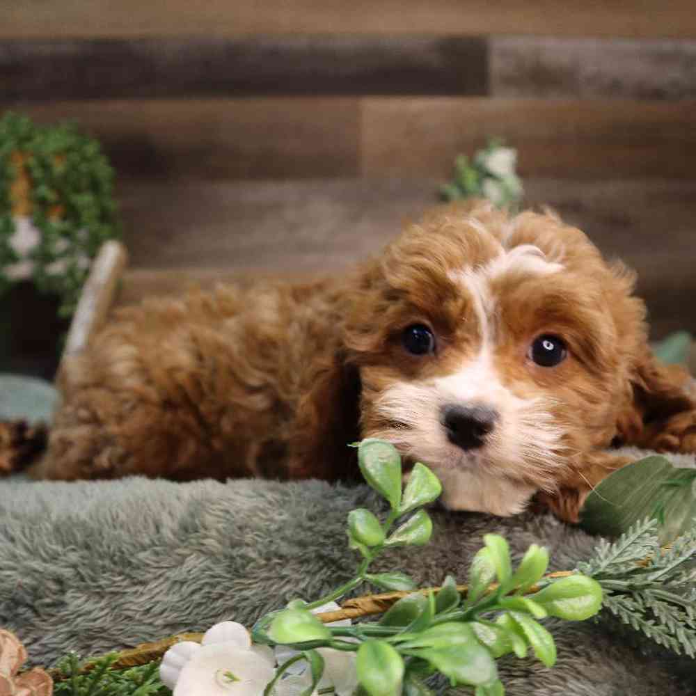 carousel pet images