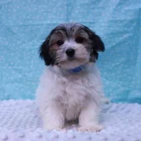 Morkie
