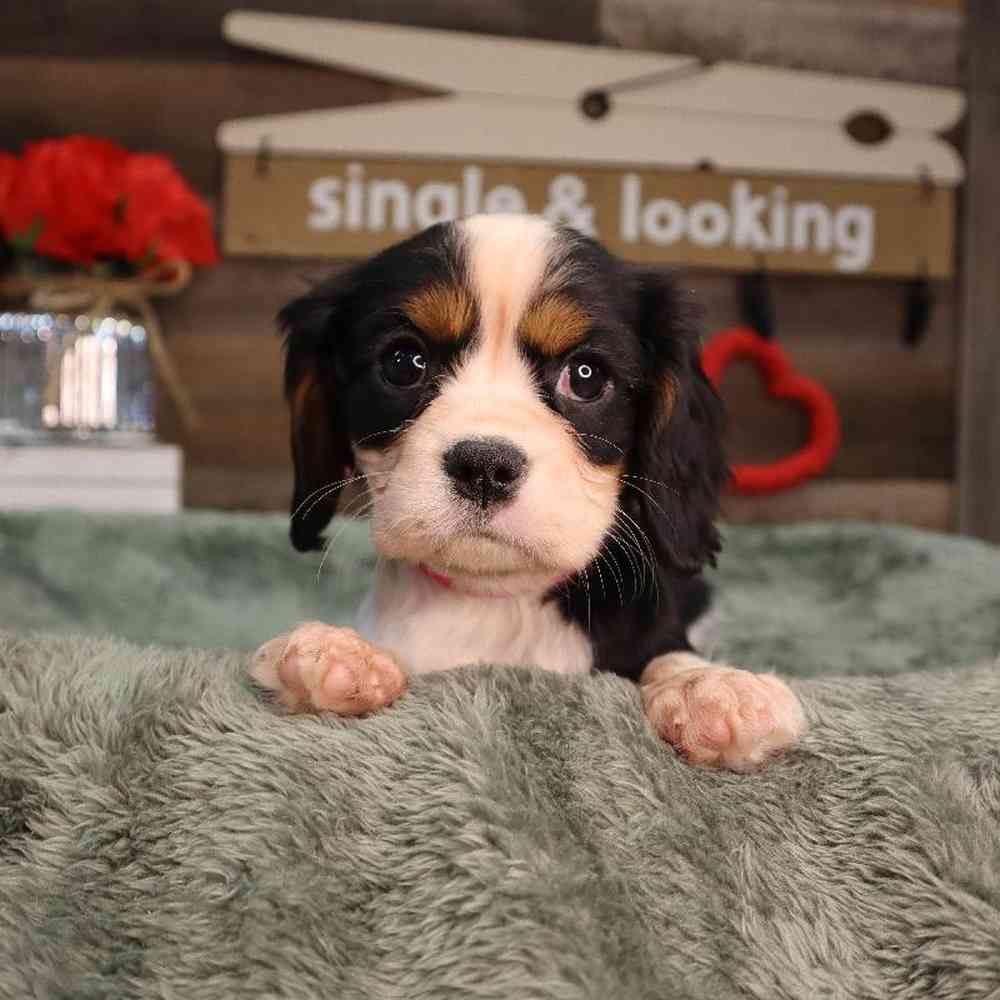 carousel pet images