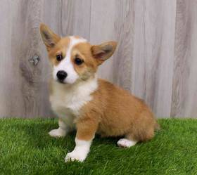 Pembroke Welsh Corgi