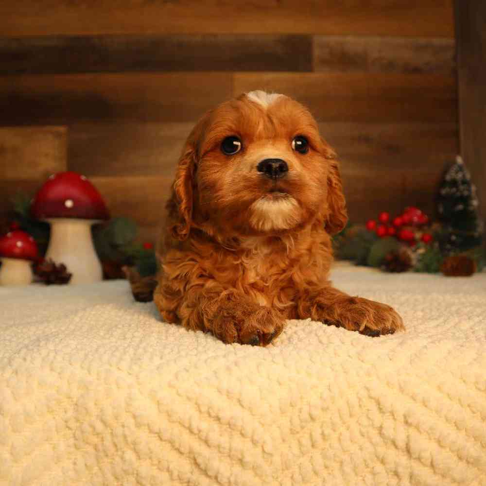 carousel pet images