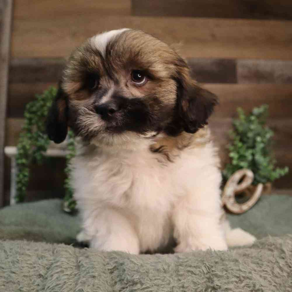 carousel pet images