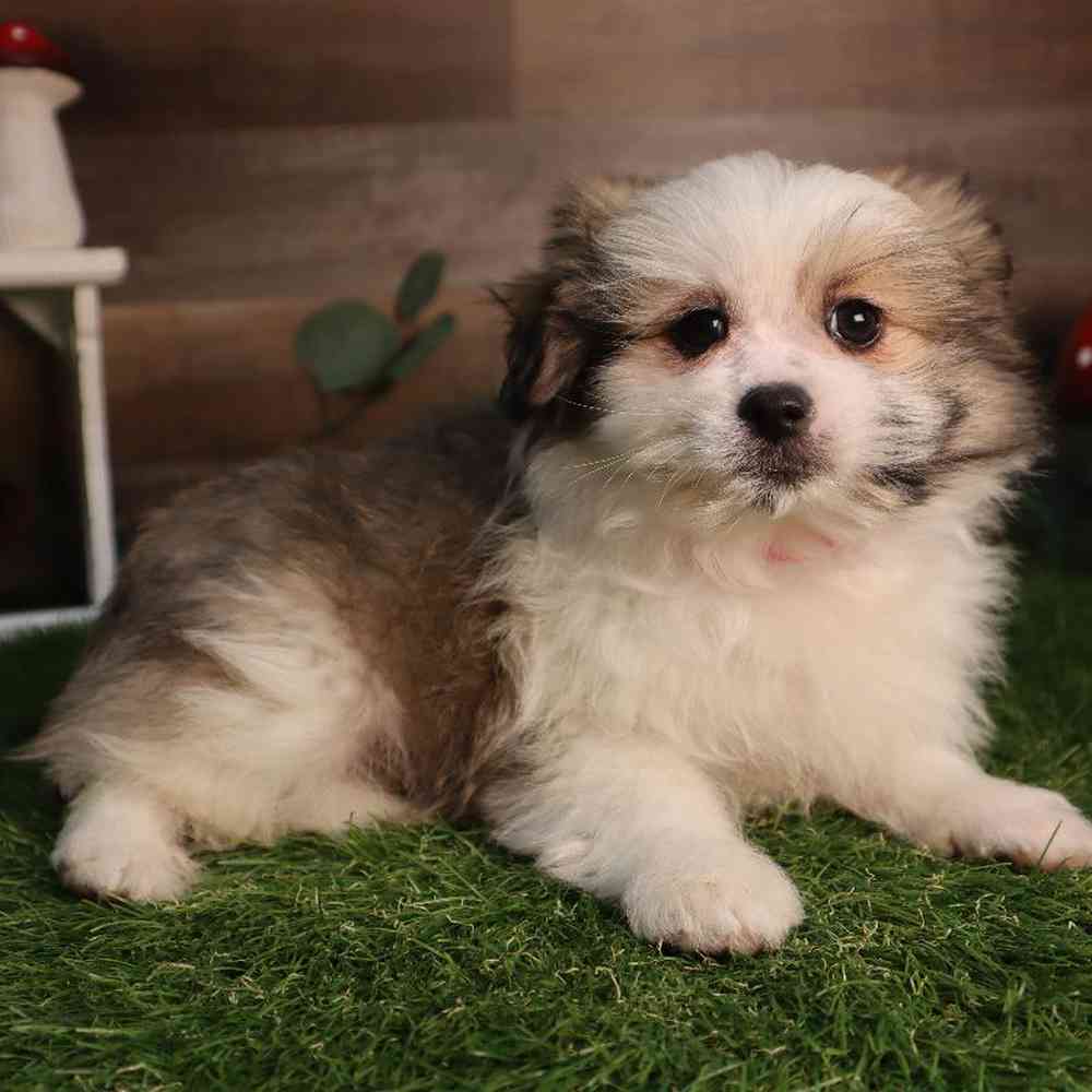 carousel pet images