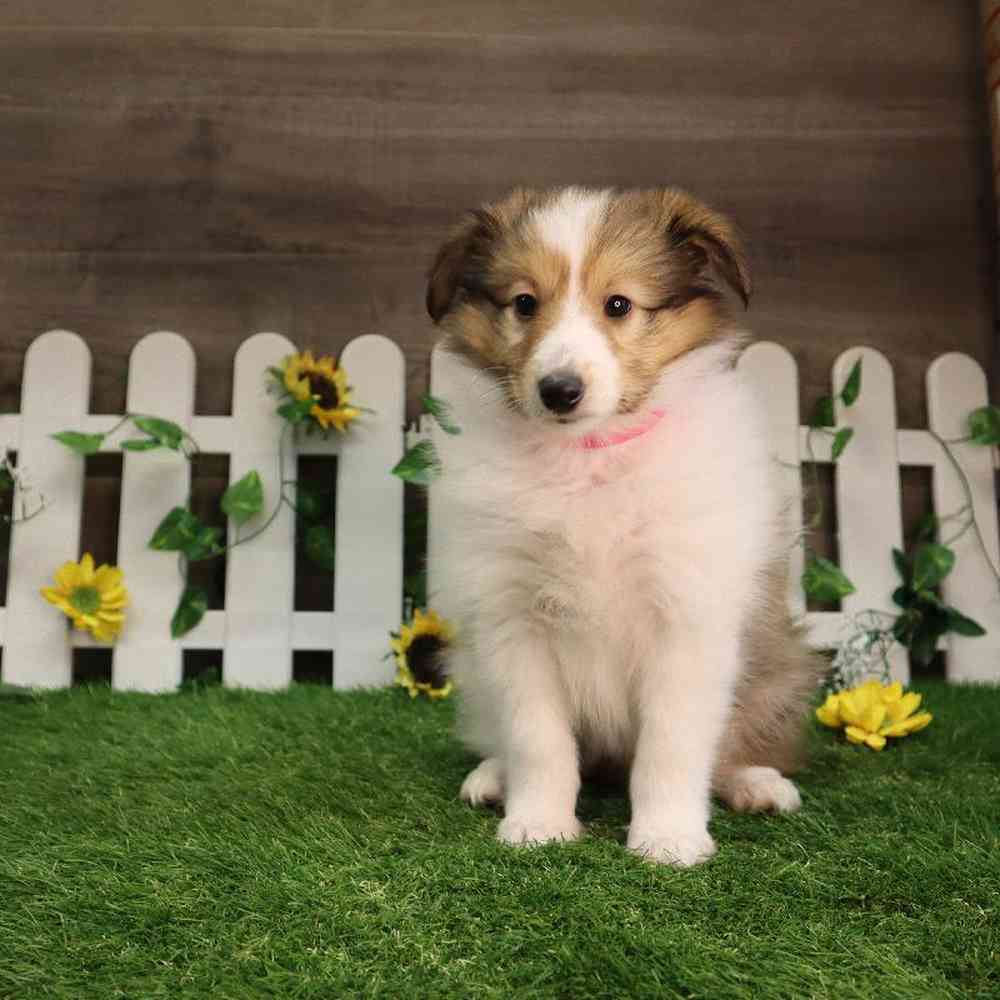carousel pet images