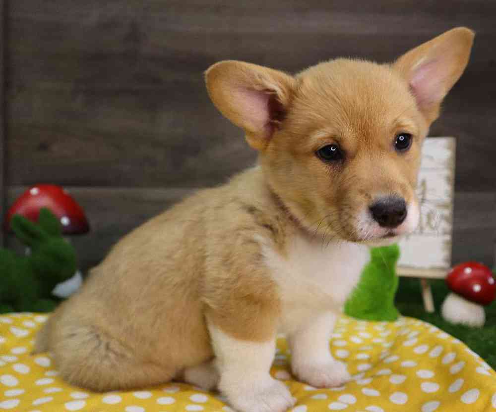 carousel pet images