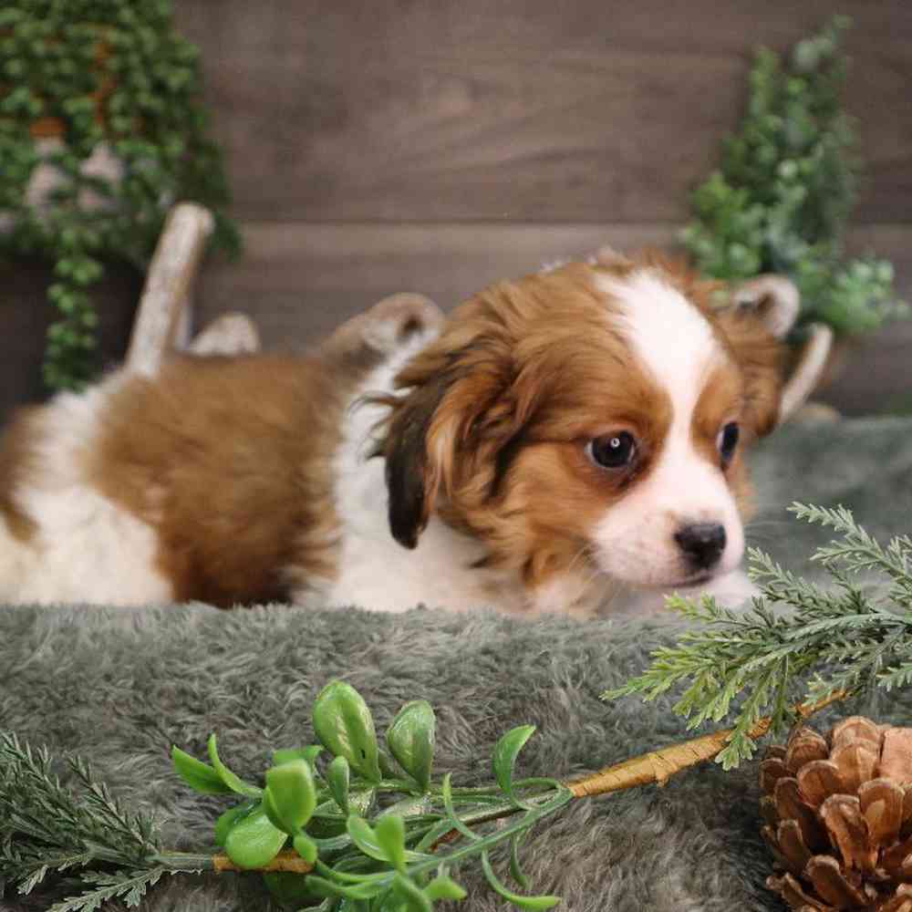carousel pet images