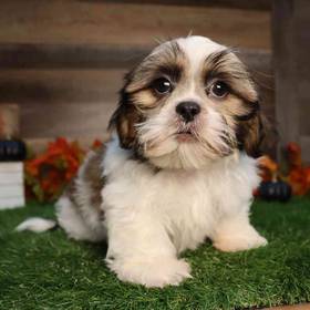 Shih Tzu