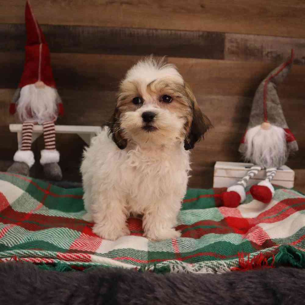 Female Shorkie Puppy for sale