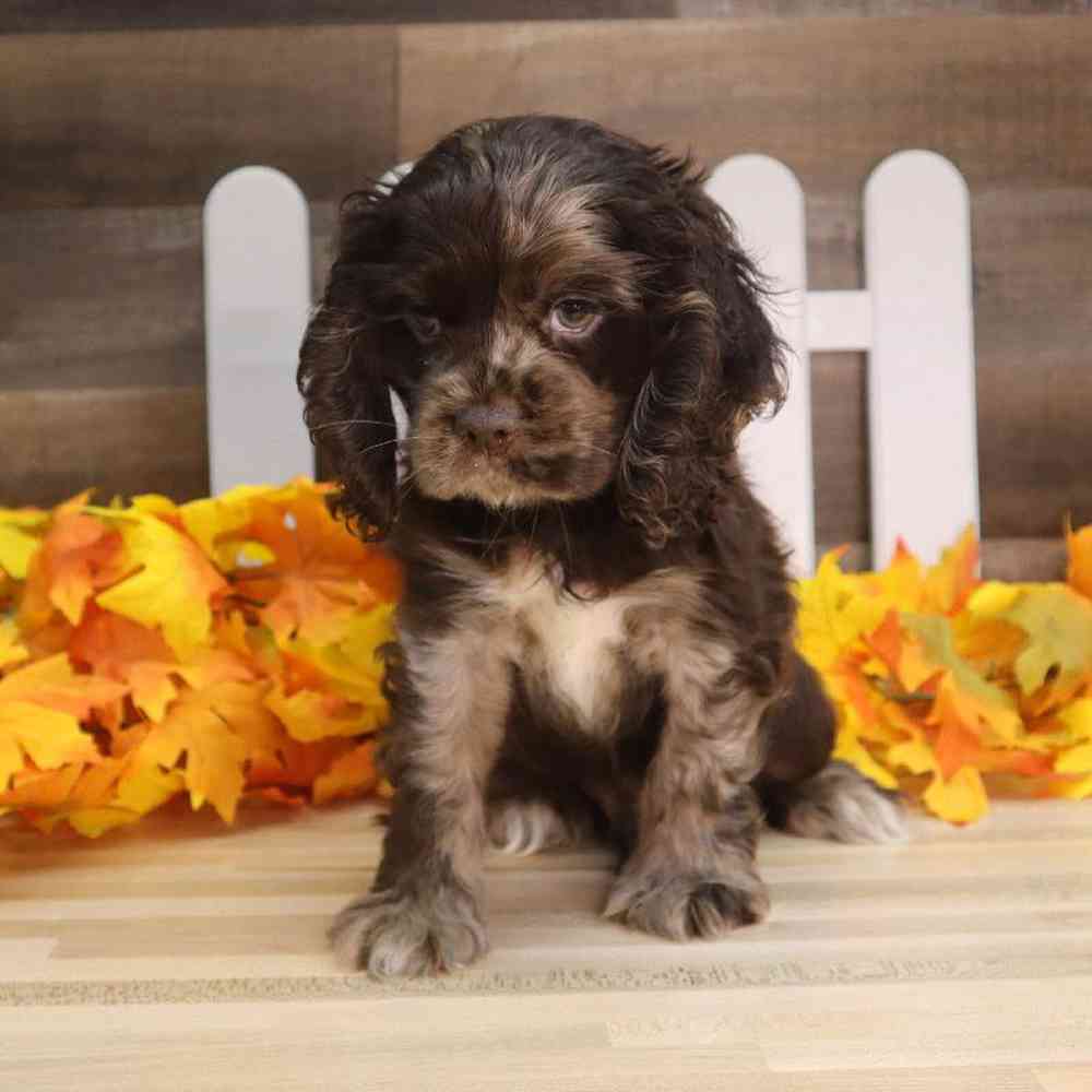 Male Cocker Spaniel Puppy for sale