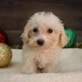 Maltipoo