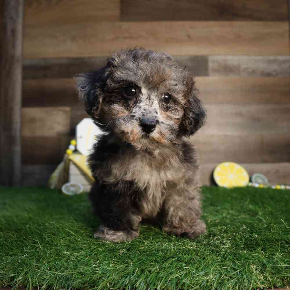 Male Bichon-Poo Puppy for Sale in Blaine, MN