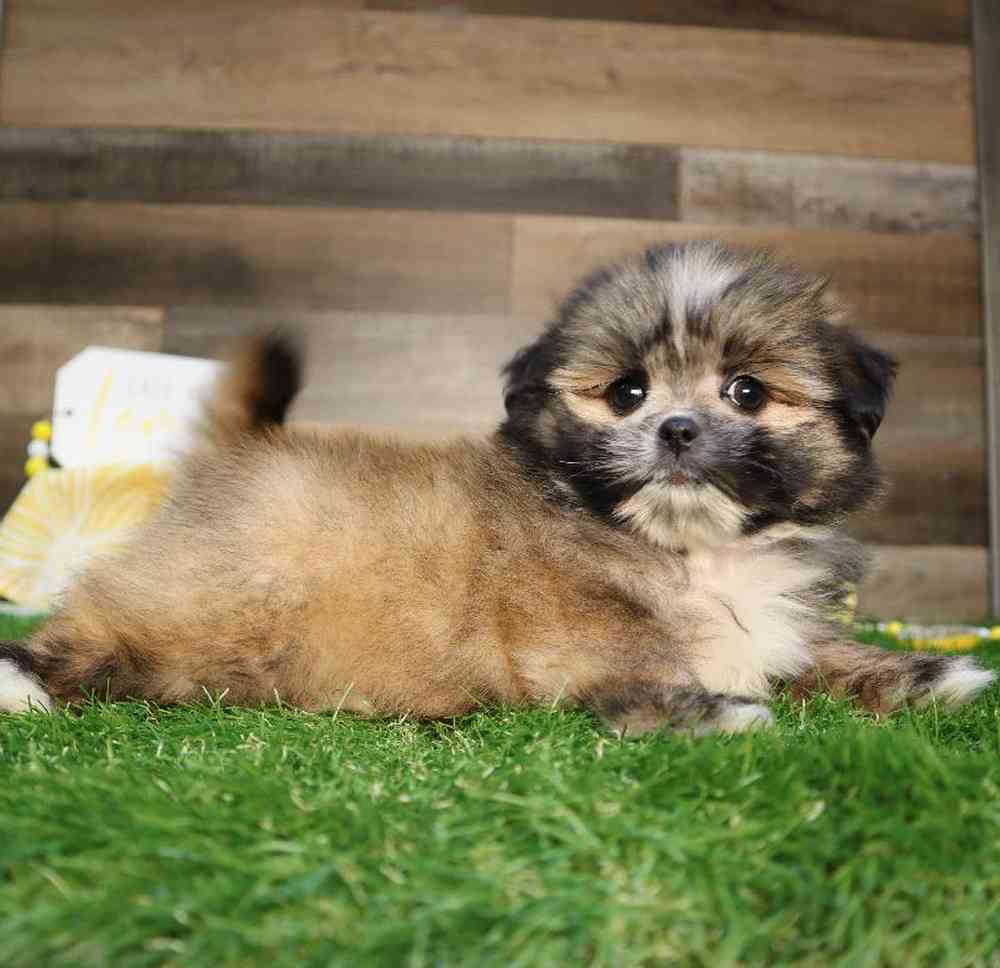carousel pet images