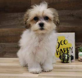 Shorkie