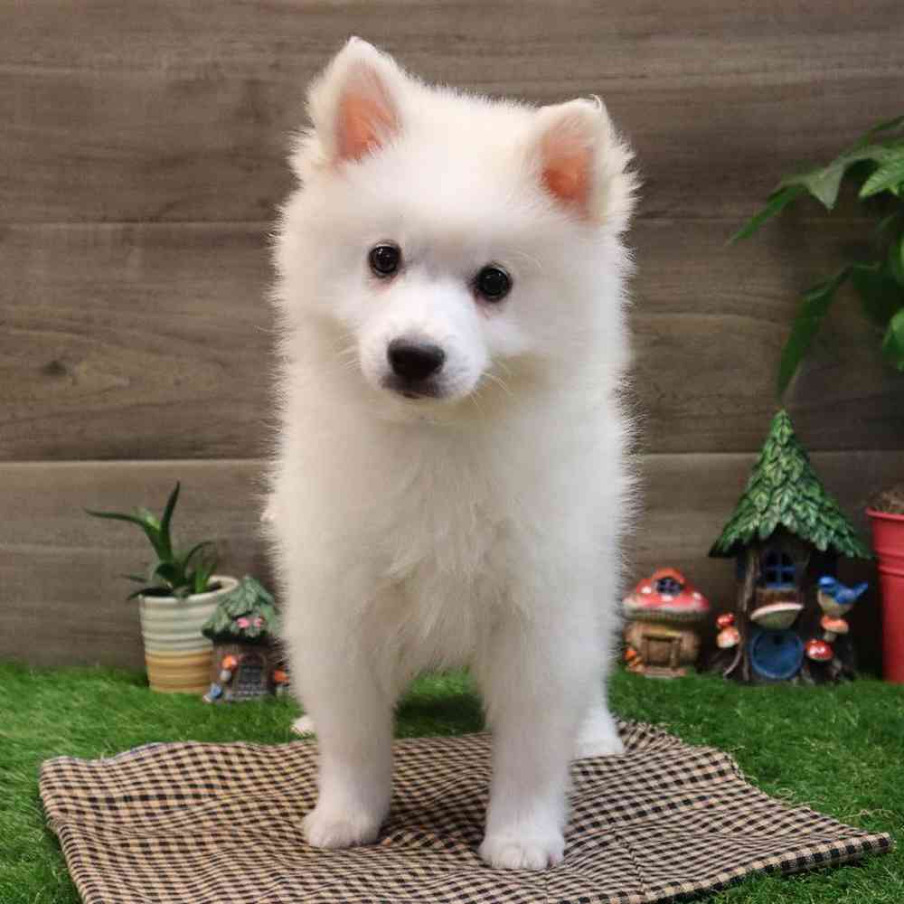 Male American Eskimo Puppy for sale
