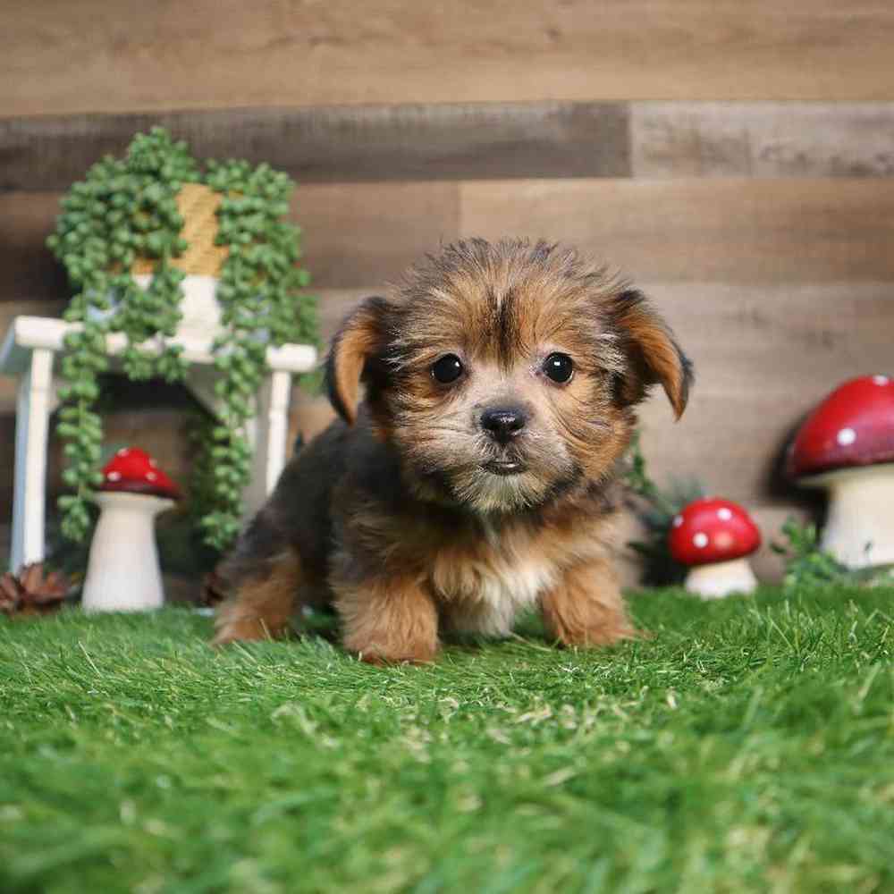 carousel pet images