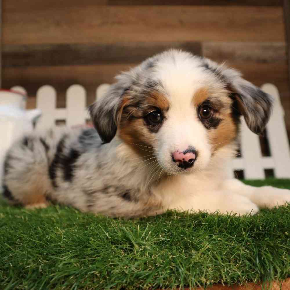 Male Mini Aussie Puppy for Sale in Blaine, MN