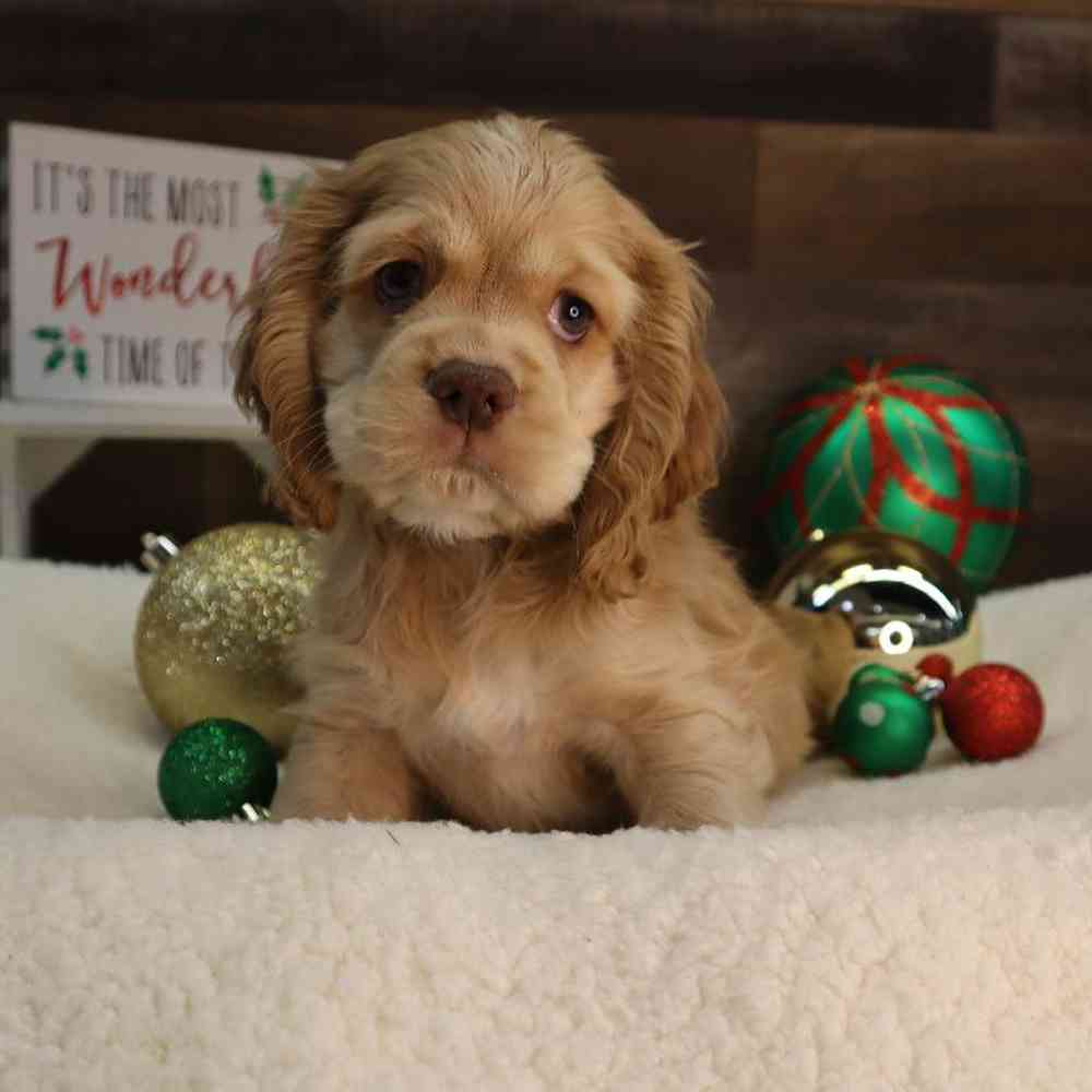 Male Cocker Spaniel Puppy for Sale in Blaine, MN