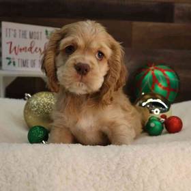 Cocker Spaniel