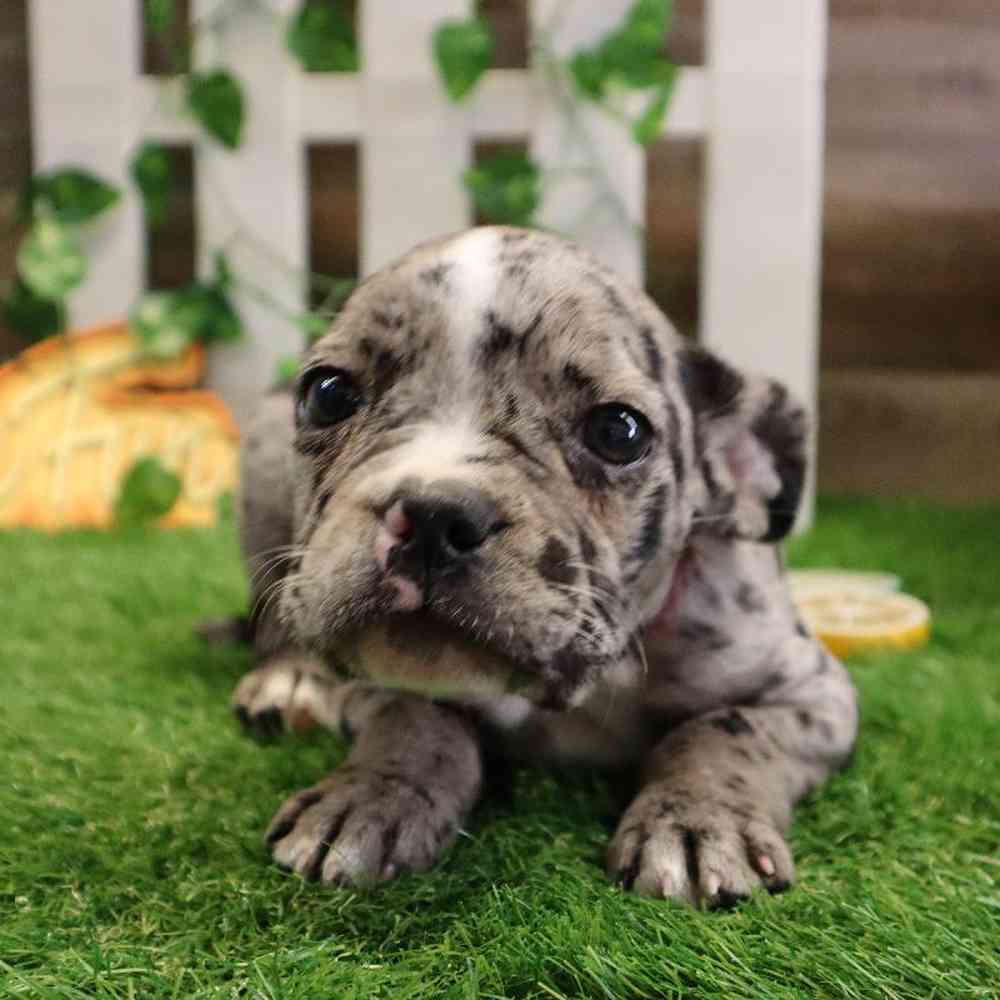 carousel pet images