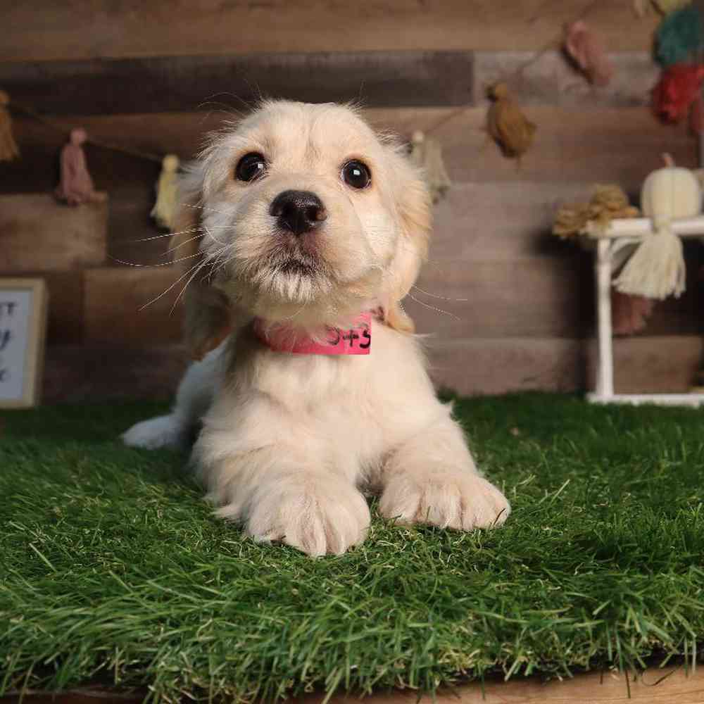 Female Cocker Bichon Puppy for Sale in Blaine, MN