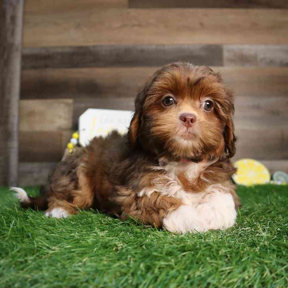 Female Shipoo Puppy for Sale in Blaine, MN