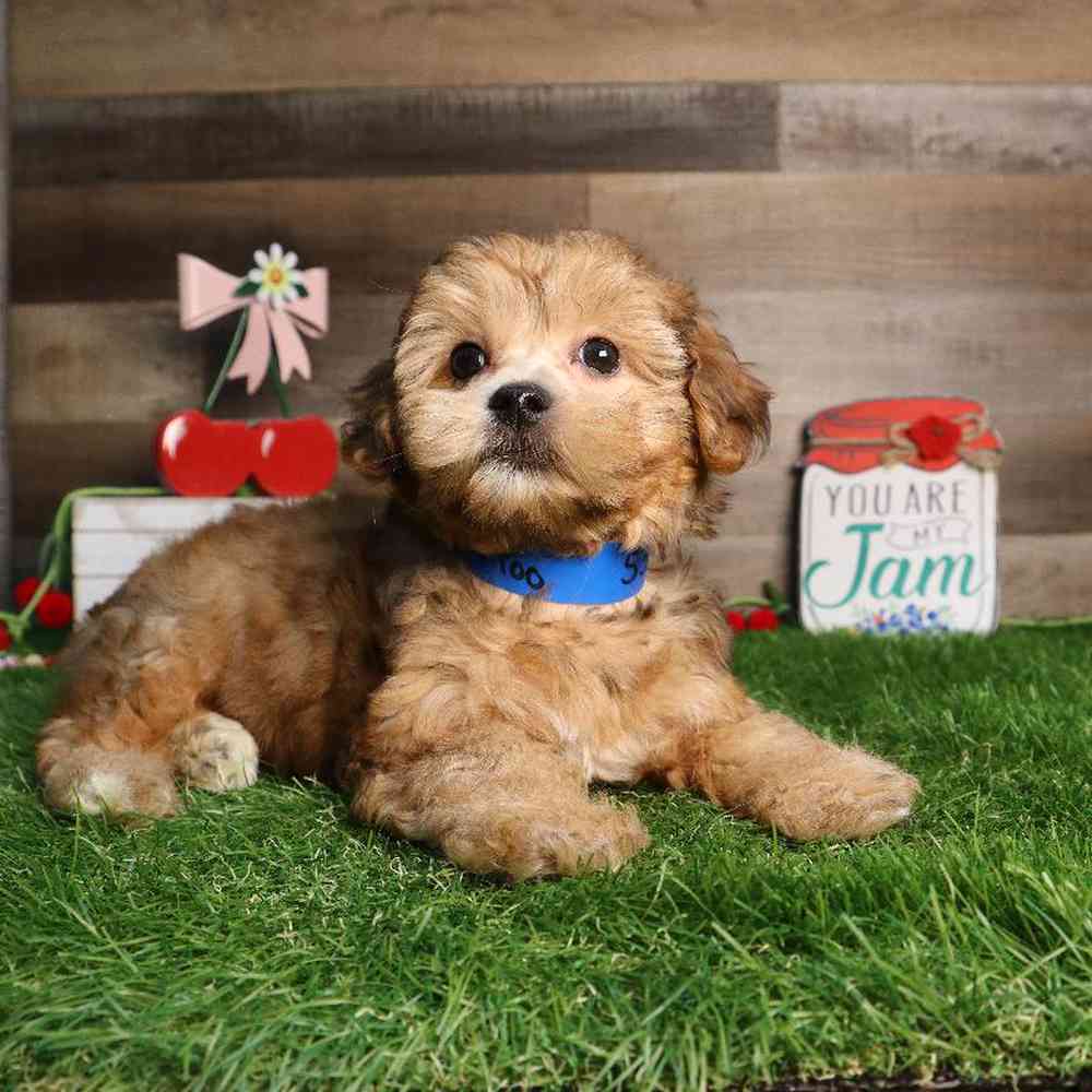 Male Yorkie-Poo Puppy for Sale in Blaine, MN
