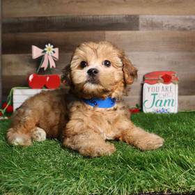Yorkie-Poo