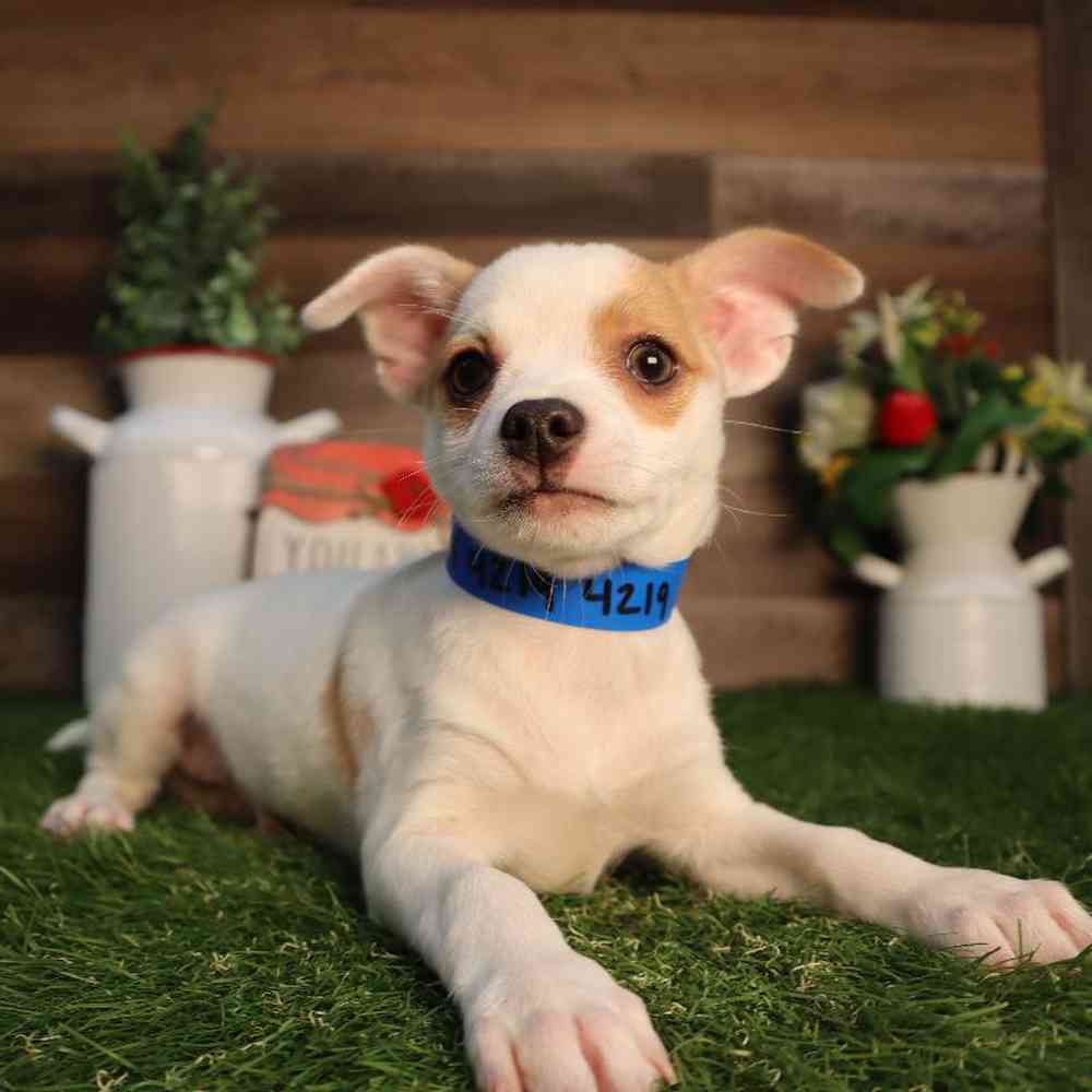carousel pet images