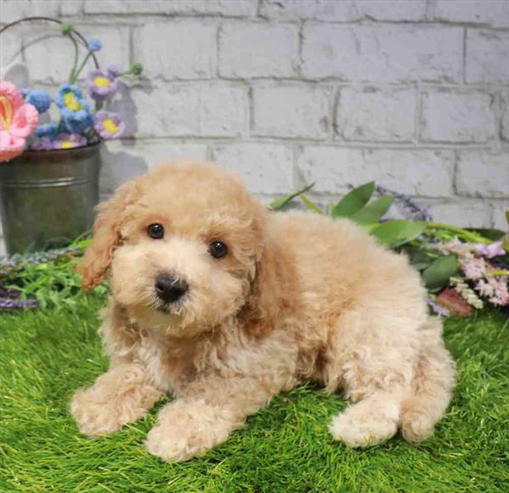 carousel pet images