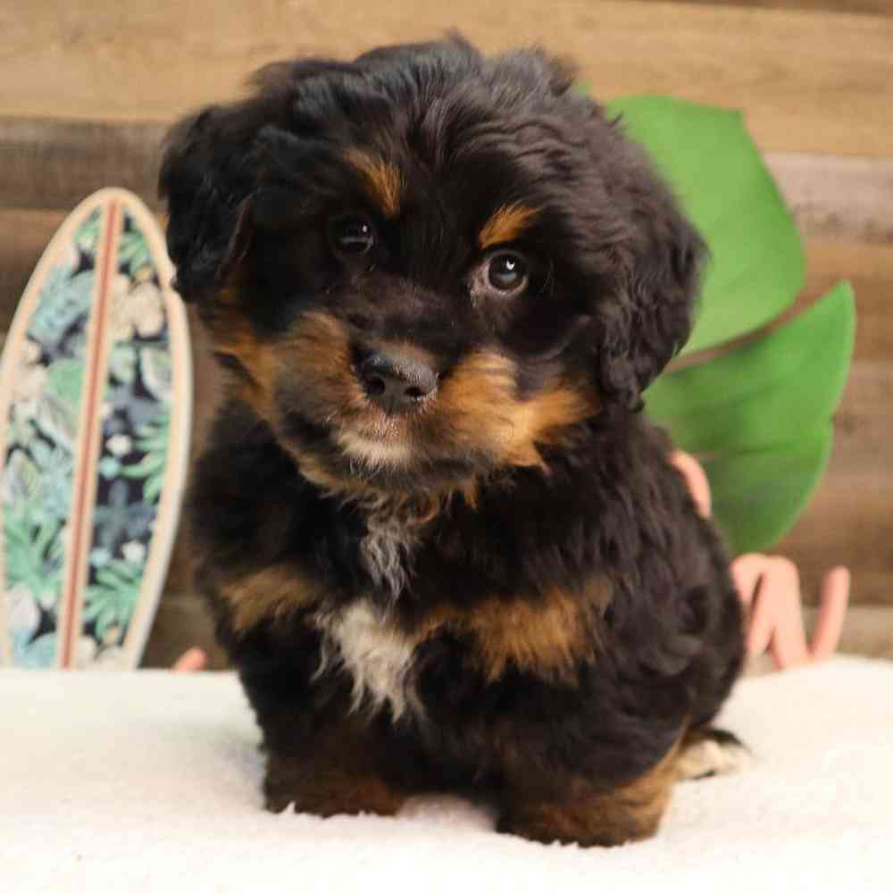 Male Mini BerneDoodle Puppy for Sale in Blaine, MN