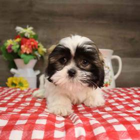 Shih Tzu