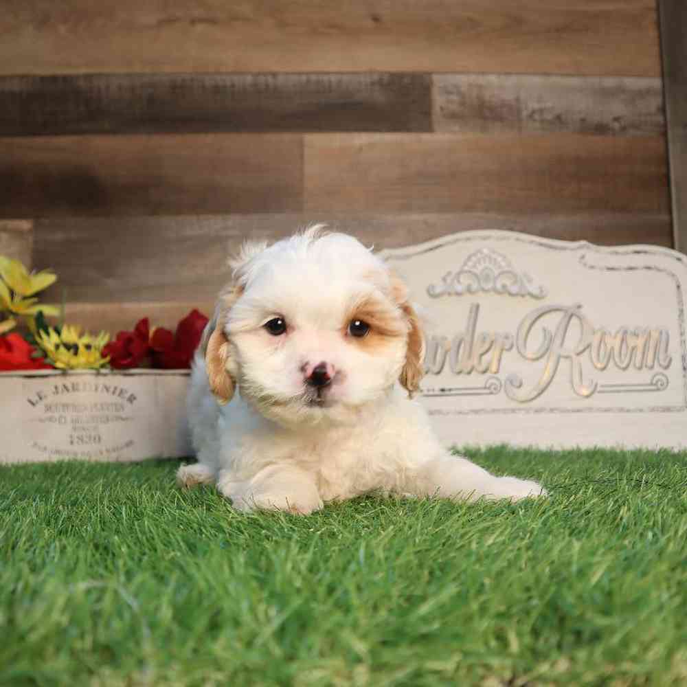 Cavapoo Puppy for sale - Four Paws and a Tail