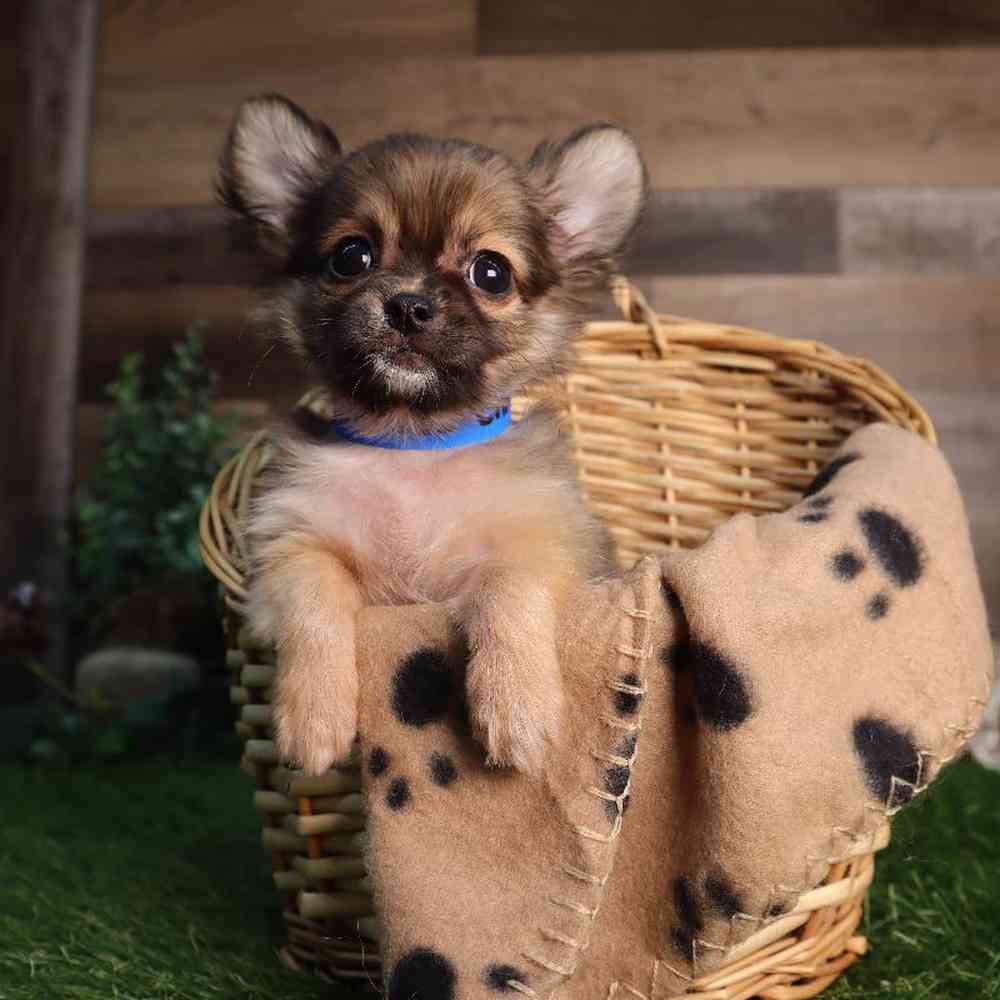 Male Chihuahua Puppy for Sale in Blaine, MN