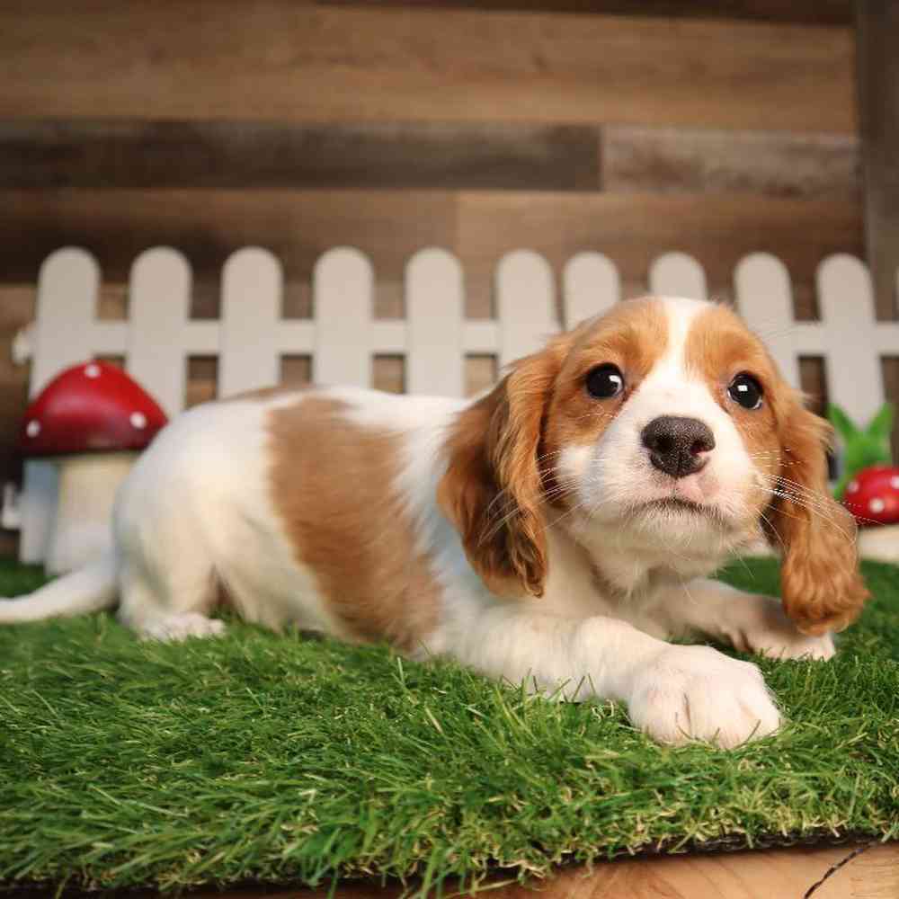 carousel pet images
