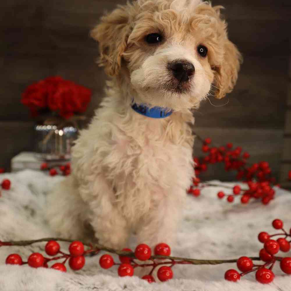 Male Mini Goldendoodle Puppy for Sale in Blaine, MN