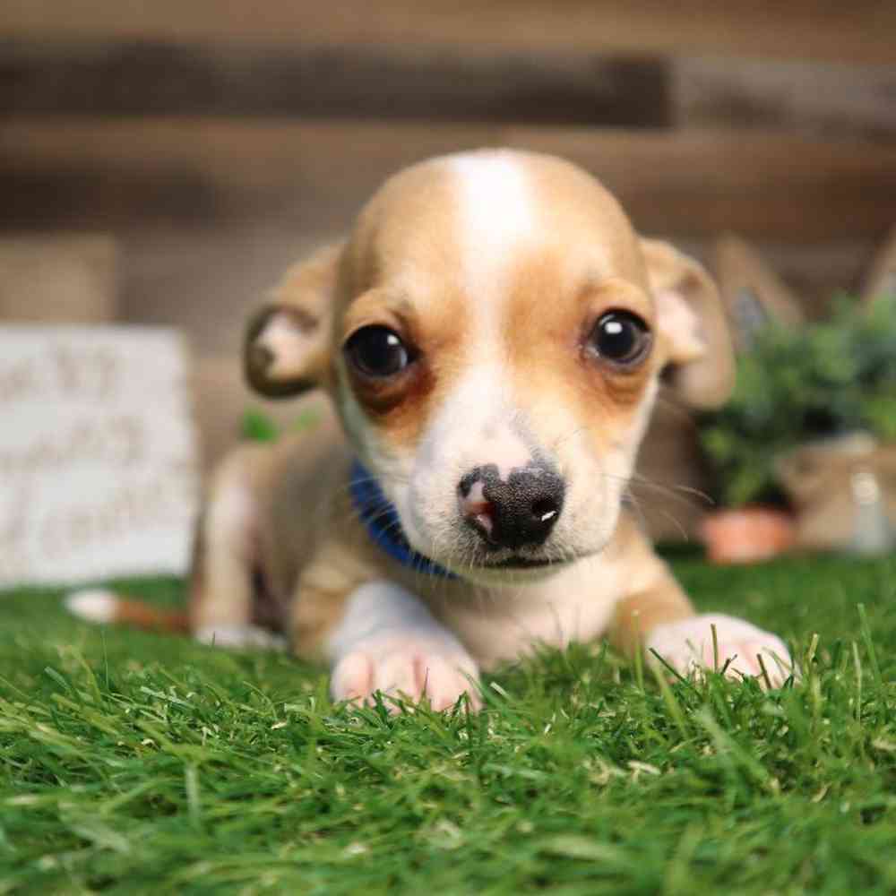 carousel pet images