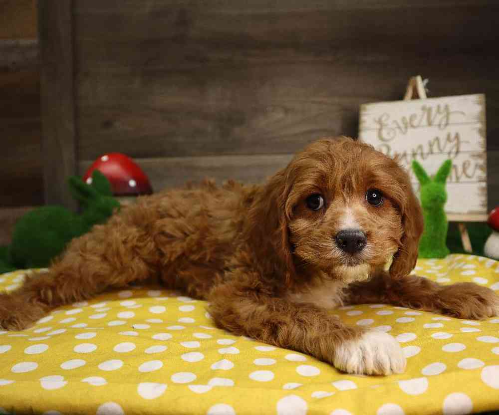 carousel pet images