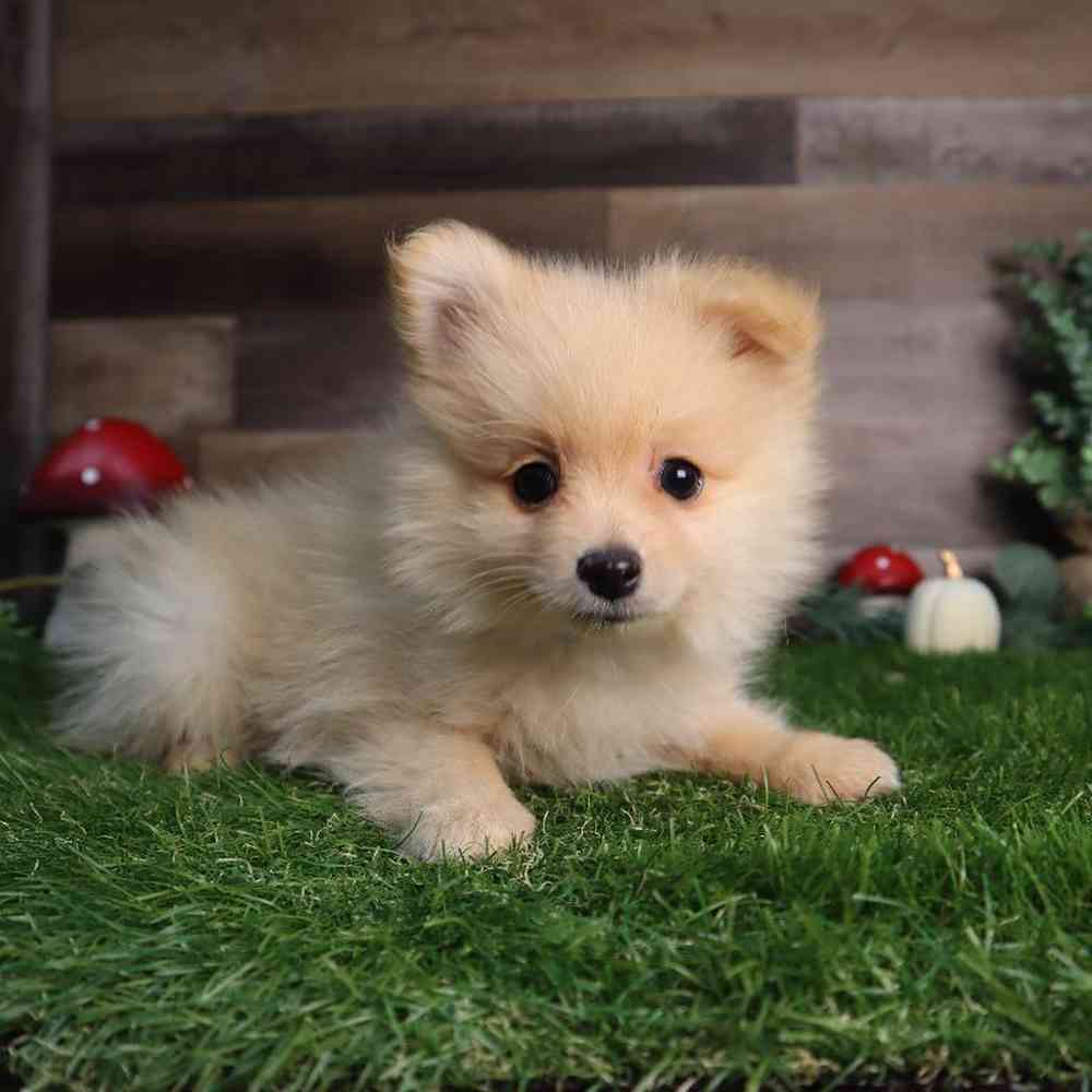 Male Pomeranian Puppy for Sale in Blaine, MN