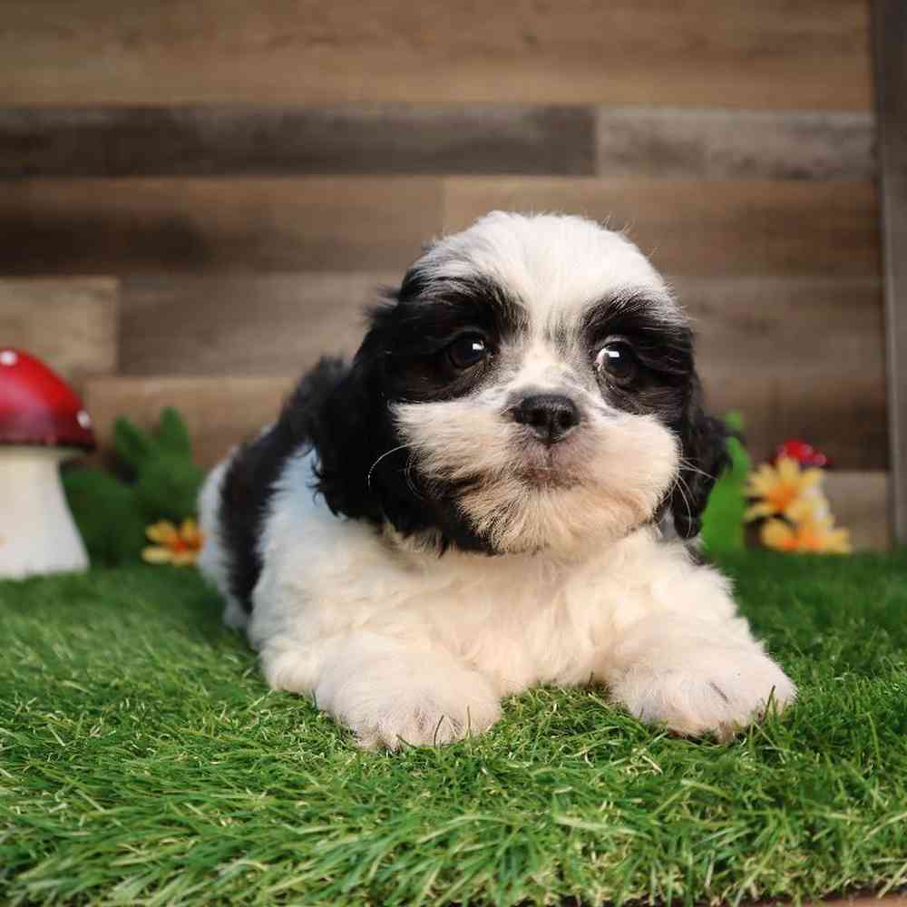 carousel pet images