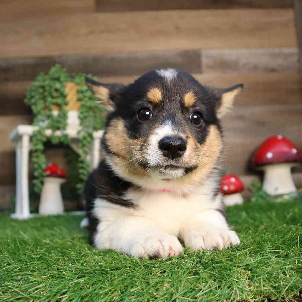 carousel pet images