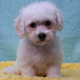 Bichon Frise
