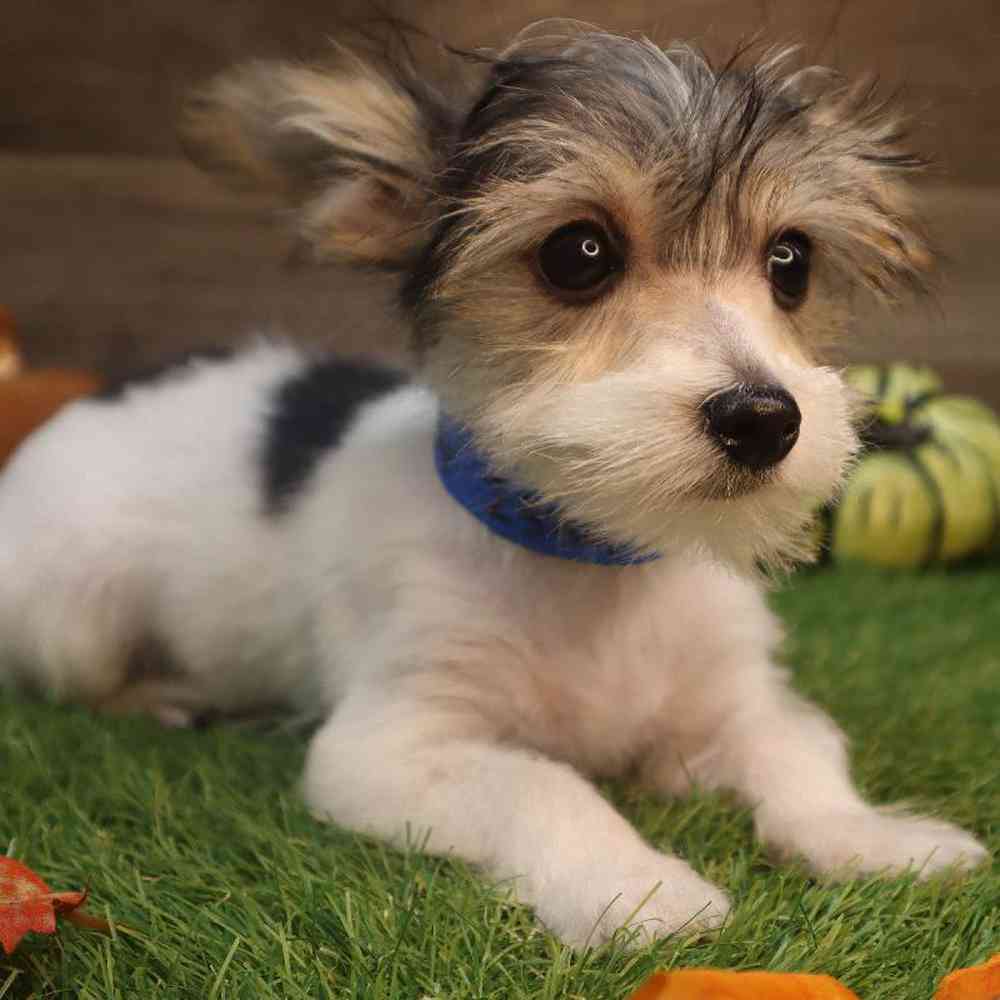 Male Morkie Puppy for Sale in Blaine, MN