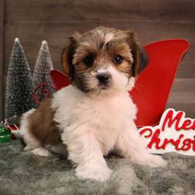 Shorkie