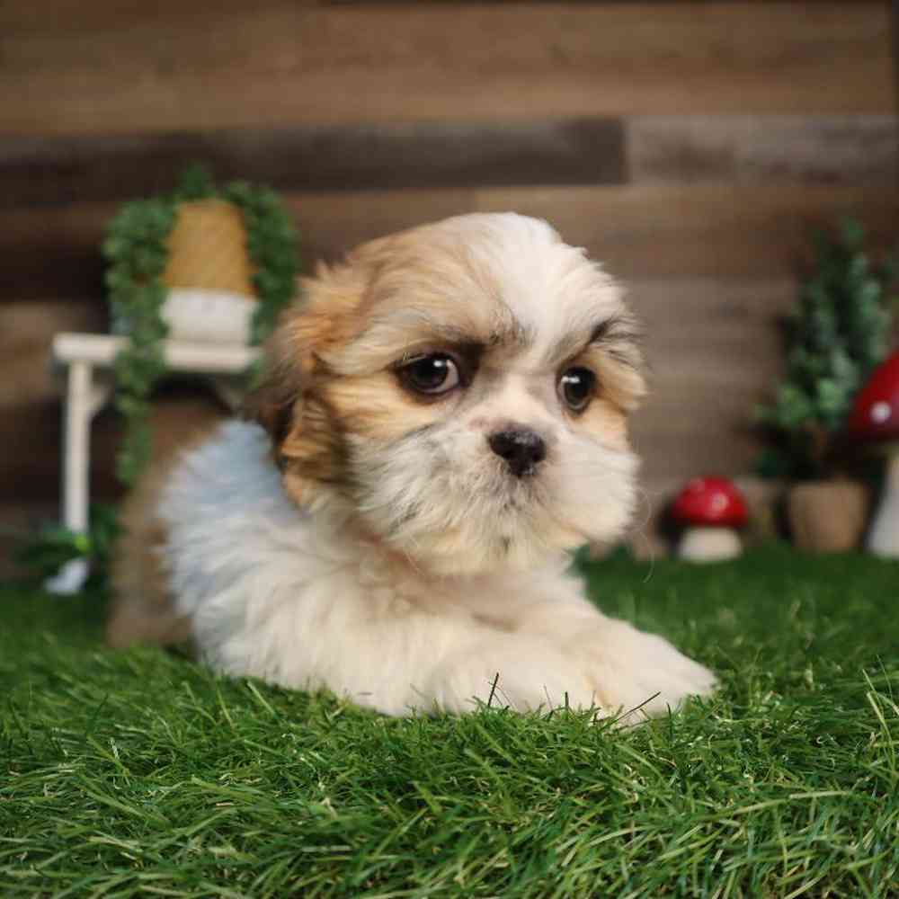 carousel pet images