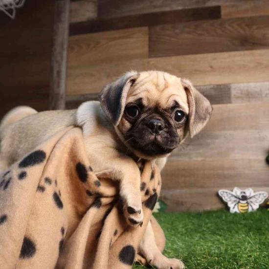Snuggle
