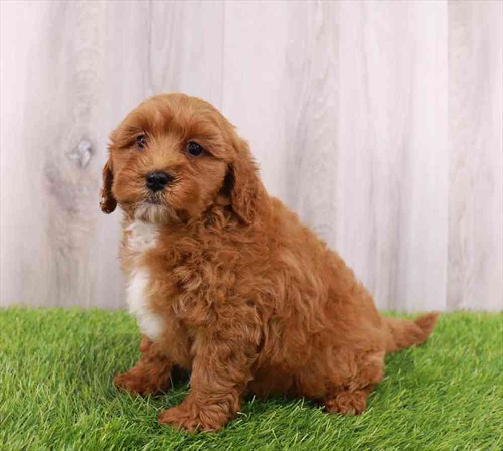 carousel pet images