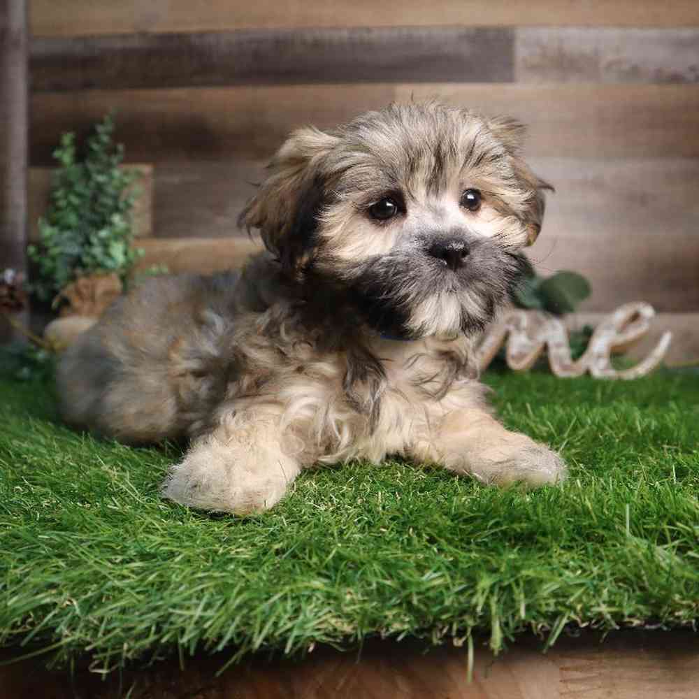 carousel pet images